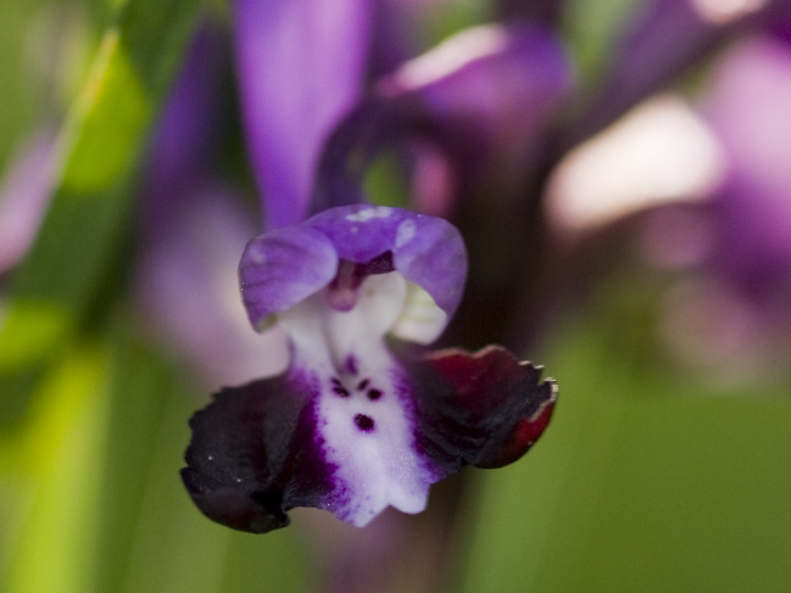 Orchis longicornu